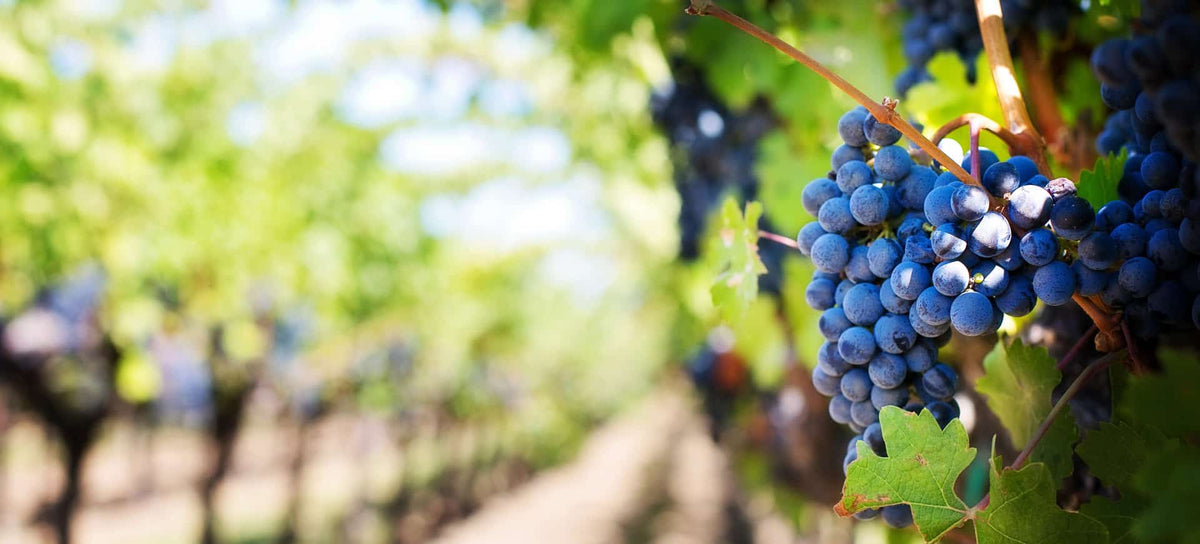 Thesaura Naturae Blog Approfondimenti Vino Rapporto Terra Uomo