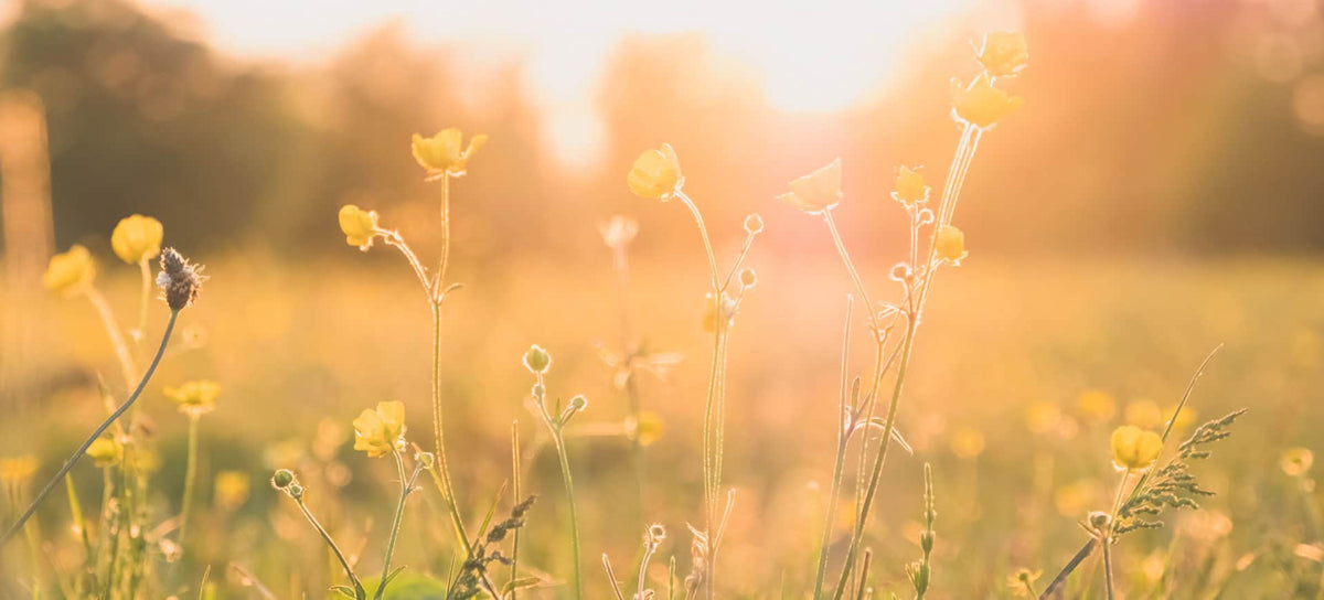Thesaura Naturae Blog Cura Primavera Ildegarda Bingen