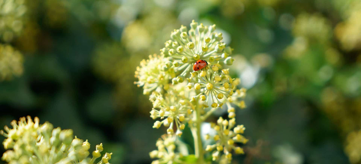 Thesaura Naturae Blog Piante Officinali Angelica Calma