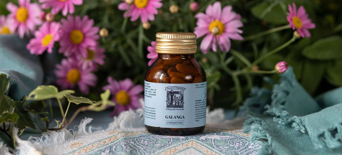 Thesaura Naturae Blog Piante Officinali Galanga