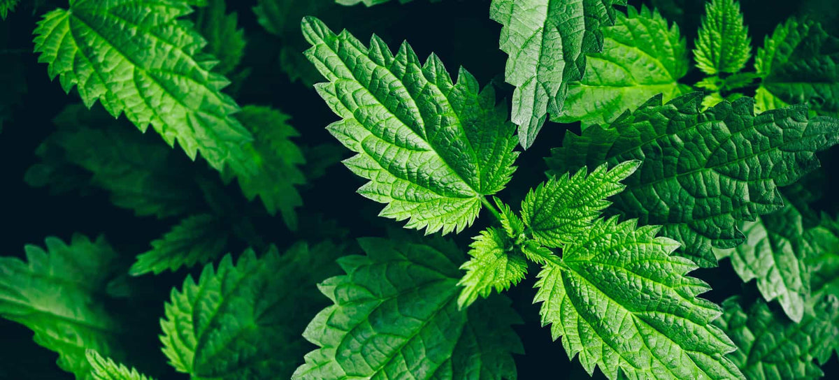 Thesaura Naturae Blog Piante Officinali Ortica Pianta Benessere Vie Urinarie