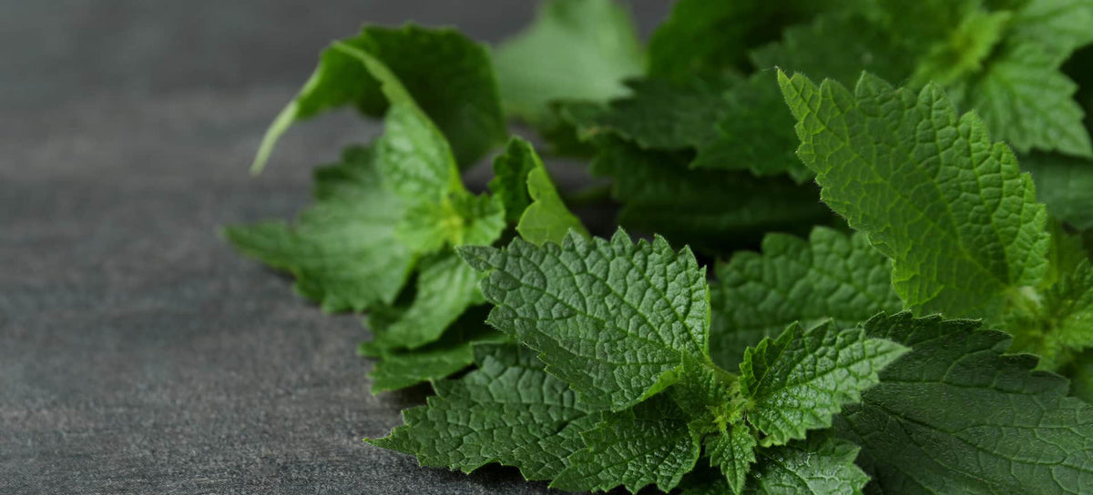 Thesaura Naturae Blog Piante Officinali Ortica Vie Urinarie