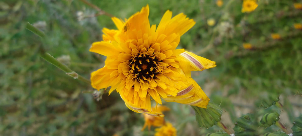 Thesaura Naturae Blog Piante Officinali Pilosella Diuresi Cellulite