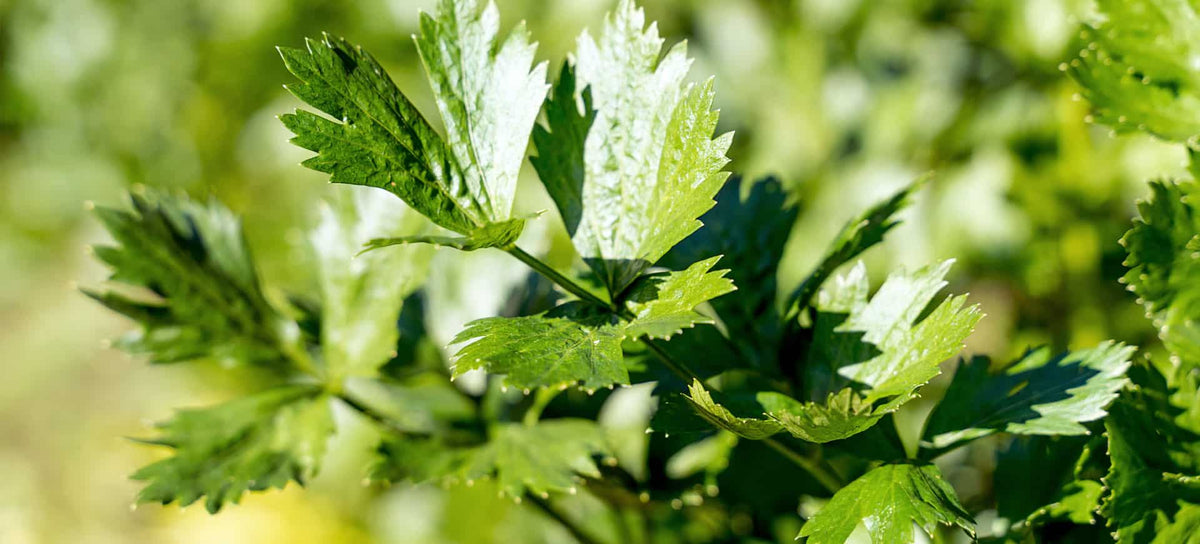Thesaura Naturae Blog Piante Officinali Prezzemolo