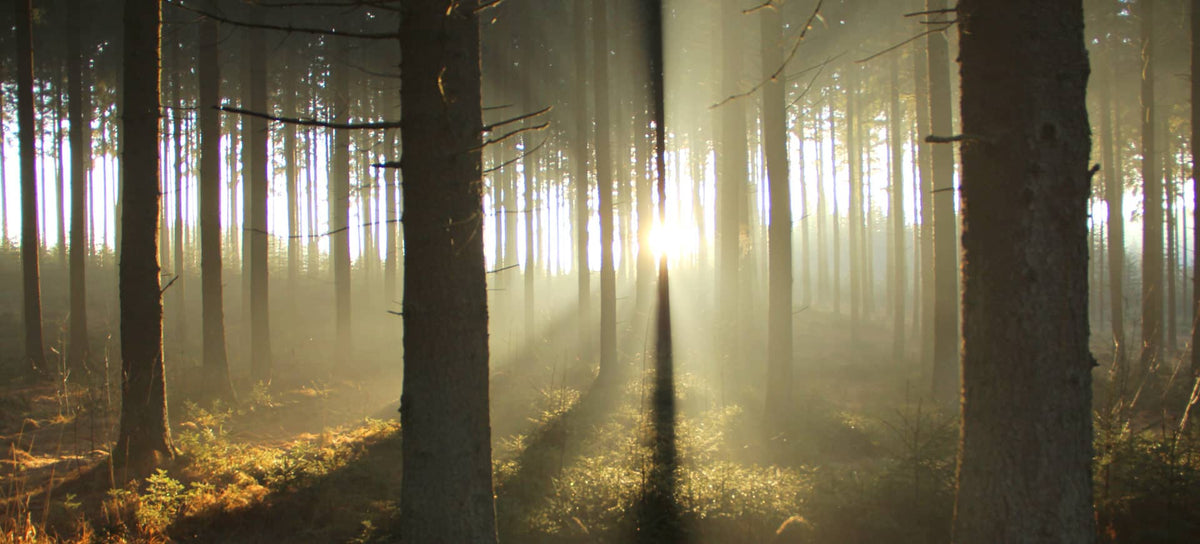 Thesaura Naturae Blog Stile Vita Ascolto 2022 001