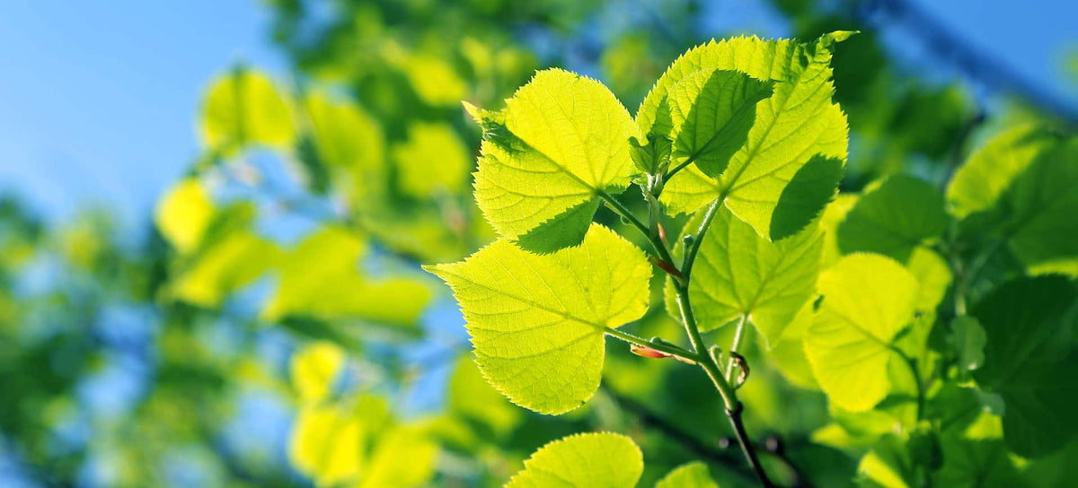 Thesaura Naturae Santa Ildegarda Blog Olmo