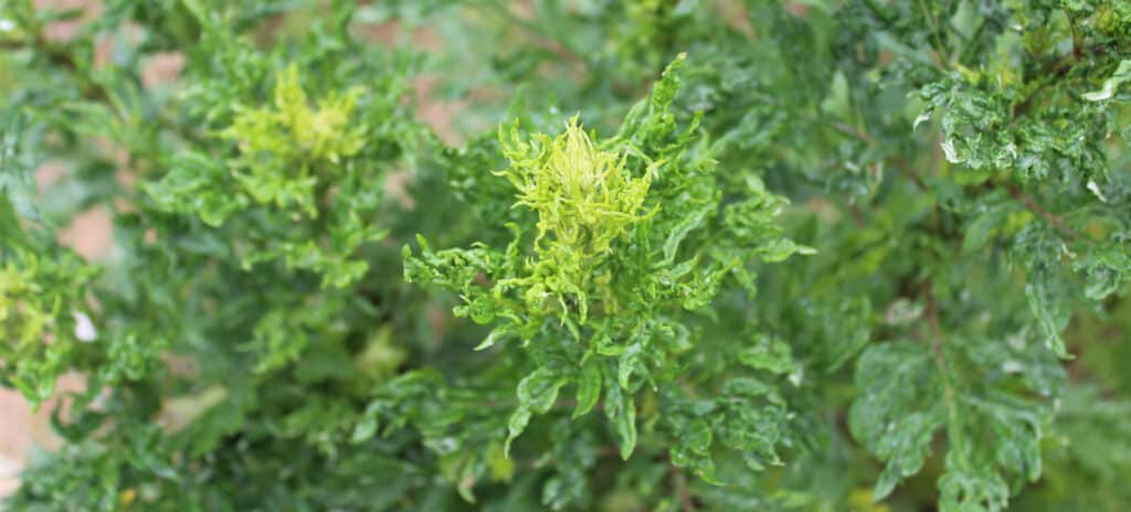 Thesaura Naturae Blog Piante Officinali Artemisia