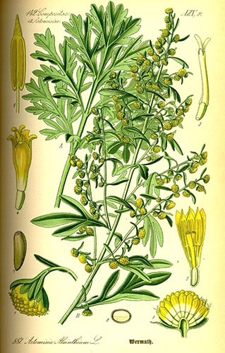Thesaura Naturae Blog Piante Officinali Artemisia Illustrazione